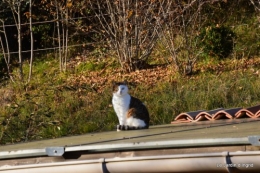 dernières automne,givre,chat 078.JPG