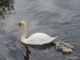 bébés cygnes,iris,clématite 022.JPG