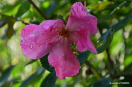 tour de jardin,bouquet,chez Bernadette, 060.JPG