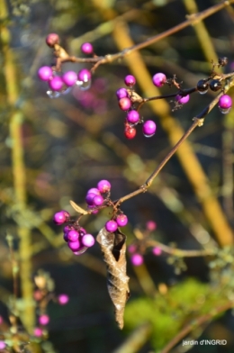 fin de l'automne,Lalinde,bouquet de l'avent 091.JPG