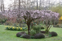 jardin printemps 066.JPG