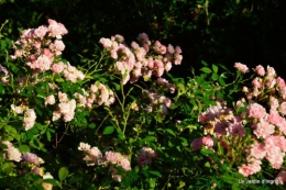 jardin début d'automne ,Sophie,rouge 027.JPG