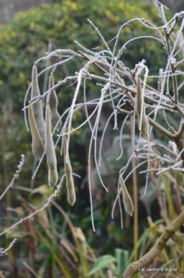 jardin givré,oiseaux 059.JPG