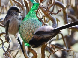 jardin givré,oiseaux 059.JPG