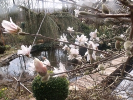 magnolia,forsythia,mahonia