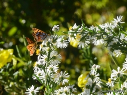 papillons,couleurs d'automne,Bernadette,pluie 060.JPG