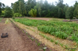 chez Willy,jardin 100.JPG