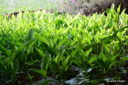 paquerettes,arums,laurier palme,jardin 010.JPG