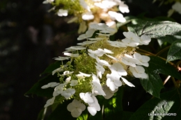 l'albizia,les Forbans,brocante Beaumont,dalhias 142.JPG