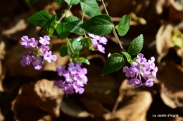 AUTOMNE,taille lantanas 042.JPG