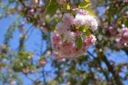 jardin,printemps,avril