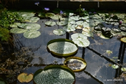 les jardins d'eau de Carsac 147.JPG