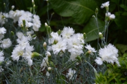 rosiers,fleurs blanches,pollen,magasin 037.JPG