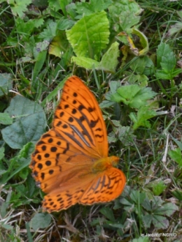 jardin,papillons,Cadouin,légumes,Sophie, 017.JPG