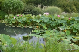 orage,puces,bouquet,Anniv.Ines,Brantome,Jardins d'eau 222.JPG