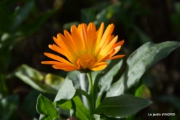 jardin en hiver,à Ciron 071.JPG