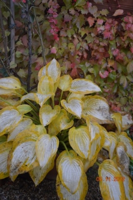 Ciron,feuilles d'automne,safran,taille érable 069.JPG