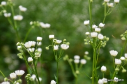 sentier des cygnes,hémérocalles,bouquet,jardin 100.JPG