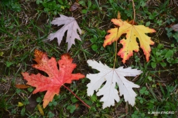 brouillard le matin d'automne 051.JPG