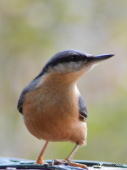 première neige,givre,chemins colline,oiseaux 131.JPG