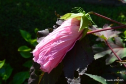Ines,bouquet,hibiscus rose,cygnes,jardin 130.JPG