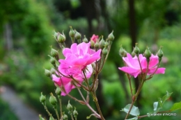 roses,jardin,Le Fleix,bleu 049.JPG