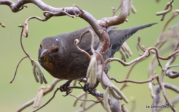 oiseaux première neige 063.JPG