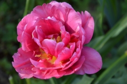 tipi,narcisse,prunus en fleurs 001.JPG