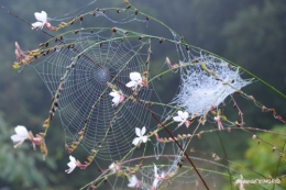 brouillard le matin d'automne 067.JPG