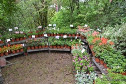 Fouleix,marguerites,hostas 019.JPG