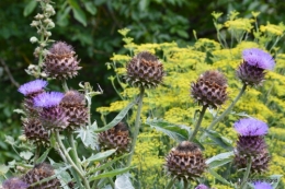 tournesols,pt jardin,nénuphard,libellules,lavande bouquet,carava 086.JPG