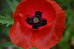 coquelicots,pivoines ,moi moi,roses 014.JPG