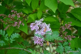 Fouleix,cygnes,Inès,jardin 066.JPG