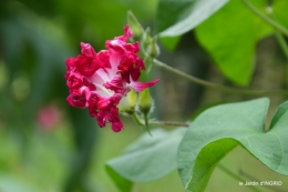 jardin,papillons,Cadouin,légumes,Sophie, 180.JPG