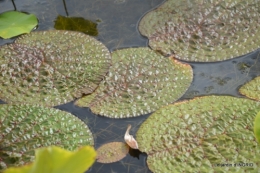 orage,puces,bouquet,Anniv.Ines,Brantome,Jardins d'eau 284.JPG