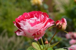 inondation,jardin,oeufs cygnes,chez Nathalie 105.JPG