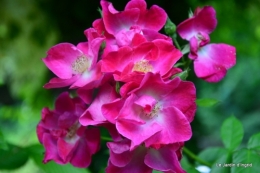 jardin en mai 364.JPG