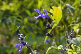 male ancienne,septembre jardin,couronne,bouquet 045.JPG