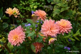 l'orage,dahlias,copines,jardin,sauges 016.JPG