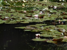 Normandie,jardin Monet,baie de Somme,chez Marylaur 206.JPG