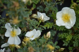 chateau  Banes,marché fleurs Lalinde 075.JPG