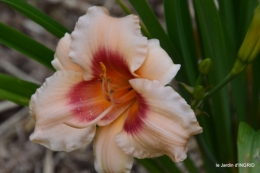 jardin,chez Bernadette,puces,cygnes,pluie 158.JPG