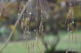 Brouillard,cypres chauve,jardinage 052.JPG