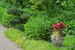 tempête colline,jardin en juin 095.JPG