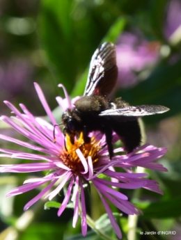 jardin en septembre,les cygnes 065.JPG