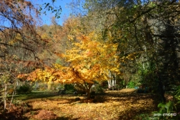 fin de l'automne,Lalinde,bouquet de l'avent 113.JPG