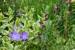 géraniums,glycine Monpazier,cabane,arums,fleurs sauvages 173.JPG