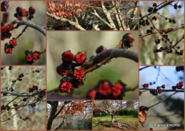 2016-01-24 oiseaux cacaouettes gouttes,petits fruits.jpg