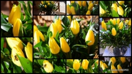 2015-02-09 tulipes,crocus ,jardin1.jpg