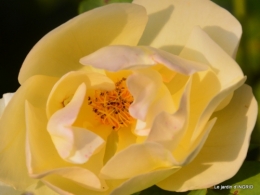 male ancienne,septembre jardin,couronne,bouquet 087.JPG